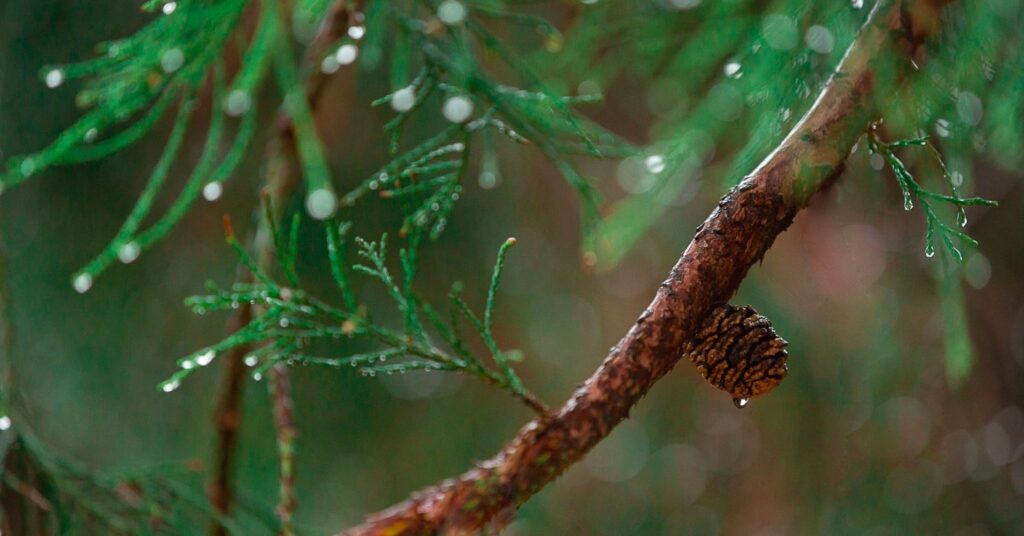 rain drops on pine
